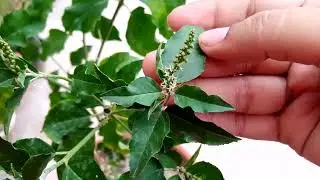 information,uses and benefits of self growing medicinal plant croton tiglium and jamalgota.