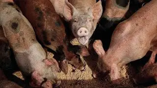 10 Locally Available Agricultural By-Products That Will Cut Pig Feeding Costs in Your Farm