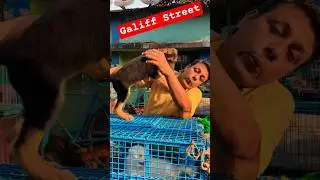 Galiff Street Pet Market। Dog Market #shorts #Dog #petmarket #galiffstreet