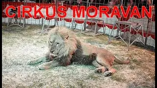 CIRKUS MORAVAN