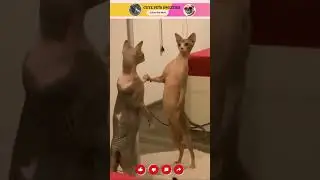 funny cat moments 😂👌 #funnycatmoments #funnycatreaction #catshorts  #cutepetssweeties