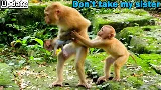 Good sister! Baby Amanda try stop monkey Luna capture baby Rainbow run away/ Amanda worry baby hurt