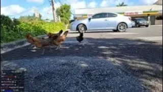 YEP COCK  ||| Jinnytty |||