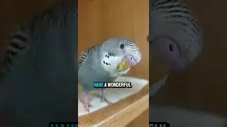 Are you feeling okay? #puffpuff #cutebudgie #shortsviral