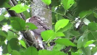 06/27/13 RHM Cooper's Hawk Preening (Brancher)