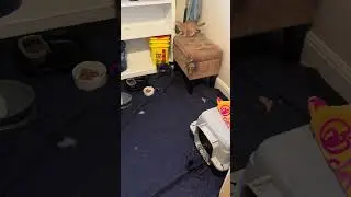 Playful foster kittens need a forever home!