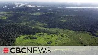 Amazon rainforest in focus at COP27's 'biodiversity day'