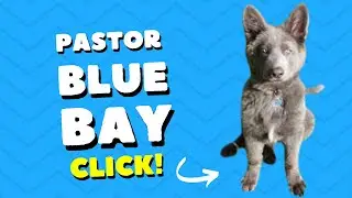El Pastor Blue Bay Caracter&iacute;sticas 2024