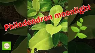 Philodendron moonlight, simply plant for your garden #shorts #inspirasiberkebun #philodendron
