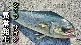 #ショアジギング 【本日のルアーは？】サゴシにシイラも釣れます。