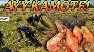 P1 - Umani ng Kamoteng Makinis - EP1604