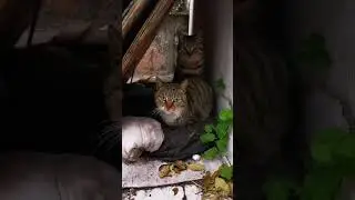 Two cats were hiding together doing bad things and even being fierce at me #cat #cute