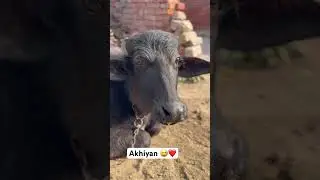 Akhiyan new song #drake #karanaujla #apdhillon #sidhumoosewala #funny #cartoon #cartoonvideo