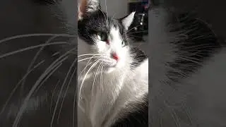 Thank God for nine lives. #cat #dreams #shortfeed