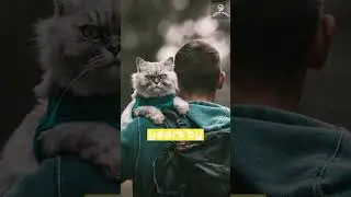 Domestic cats vs Wild cat's evolution | Amazing Animals #cats