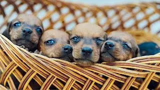 Steve Dale: Training Overzealous Puppies