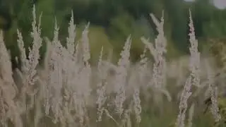 Adelaide South Australia Rain - Tin Roof Rain Sounds