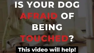 Teach your dog to enjoy being touched | train a dog to be petted
