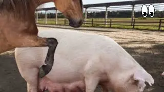 The Pig-Donkey Hybrid That Shook Science! (Shocking Concept)