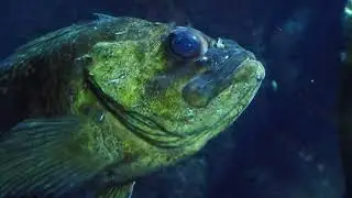 Rockfish