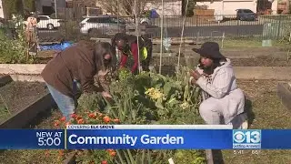 Local community garden helping grow community along with fresh produce