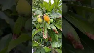 9 year old loquat tree from seeds is finally baring fruit #wow they say it couldn&rsquo;t be done #philatv