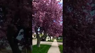 Spring! #canada #spring