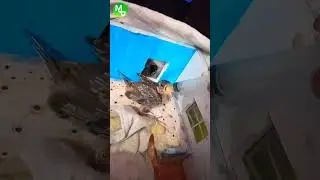 Feeding sparrow child 🐦☺️☺️ | Megproz Pets