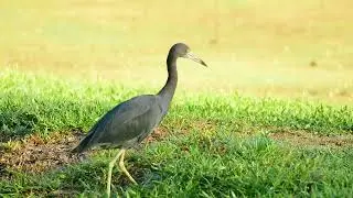 Little Blue Heron