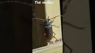 California Prionus Insect