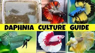HOW TO CULTURE DAPHNIA WITHOUT STARTAR | DAPHNIA CULTUR | HOW TO CULTURE DAPHNIA | DAPHNIA FISH FOOD