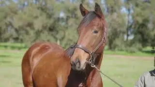 Lot 2  is a filly by Soqrat AUS ex Zephira