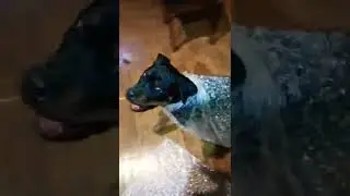 JP The Bubble Caped Hero