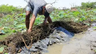 Wow!!! Amazing Catching Fish In Hole Underground Dry Season 2020