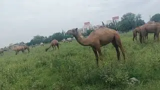 Camel in natural #habitat.