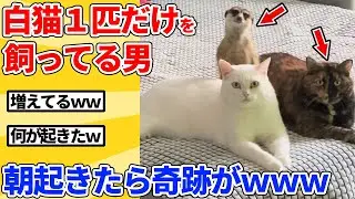 【2ch動物スレ】白猫１匹だけを飼ってる男→朝起きたら奇跡がｗｗｗｗｗ