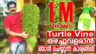 Turtle Vine Care & Gardening Tips in Malayalam | Best Fertilizer for Turtle Vine Hanging Plants