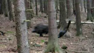 Pozor zl&eacute; prase! (Beware of hog!)