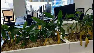 Bankrupt Slough Borough Council spent &pound;28k on HQ's plants (UK) - BBC London News