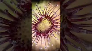 Drosera Paradoxa 🐙🐙🐙
