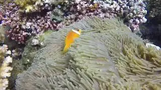 Send in the Clown-fish!