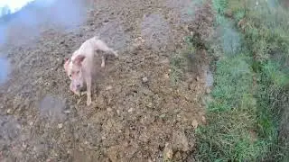 Ca&ccedil;a &agrave; Perdiz na Chuva e Sem Vento | Dia Dif&iacute;cil para o Faro do C&atilde;o