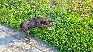 Funny Staffy Discovers Sprinklers