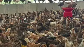 MS Nattukozli farm 9940805157. #nattukozli # check #chicken 