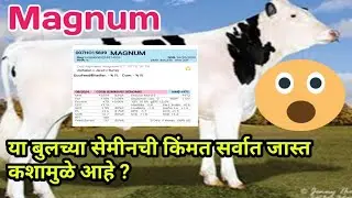 #wws top quality Hf imported bull magnum information #wws कंपनीचा टॉप बुल मॅगणम याची संपूर्ण माहिती🙏