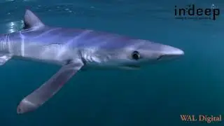 Blue Sharks Snorkelling Plymouth