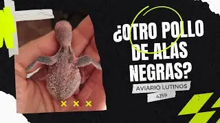 Creo que tenemos un nuevo ALAS NEGRAS en el aviario!
