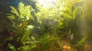 Planted Aquarium 5 gallon tank, Tetra Fishes #aquatic #nature #plantedtank #walstadmethod #aquarium