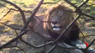 Lion attacks girl