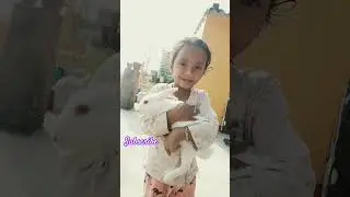 079 Pet Rabbit Video